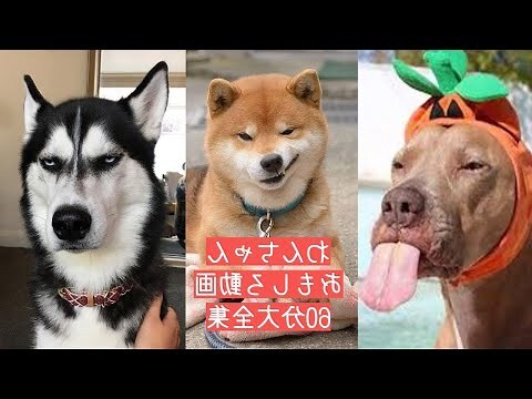動物 眉毛